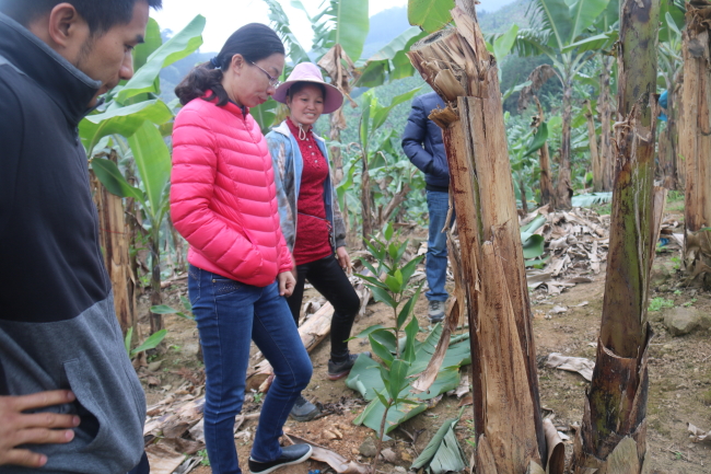 在香蕉黄叶病区进行作物轮换01 在香蕉黄叶病区进行作物轮换01