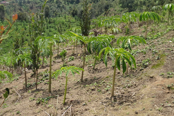 产业(魔芋种植) 产业(魔芋种植)