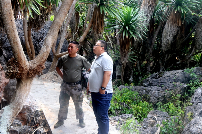 考察龙血树群 考察龙血树群